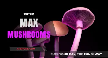 Explore the Magic of Max Mushrooms
