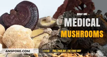 Mushroom Medicine: Exploring the Healing Power of Fungi