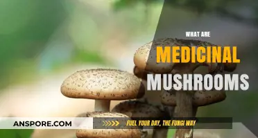 Mushroom Medicine: Unlocking Nature's Healing Power