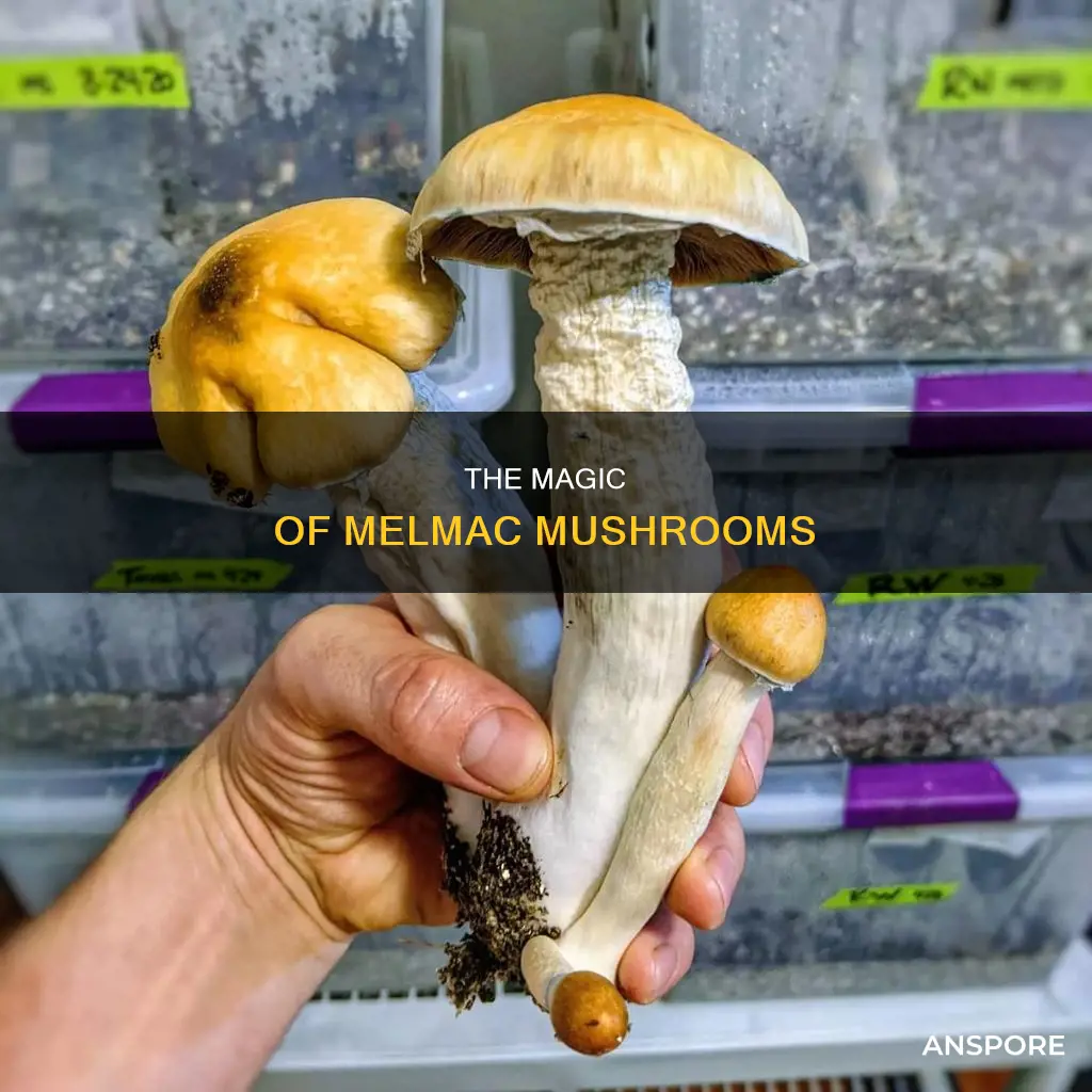 what are melmac mushrooms