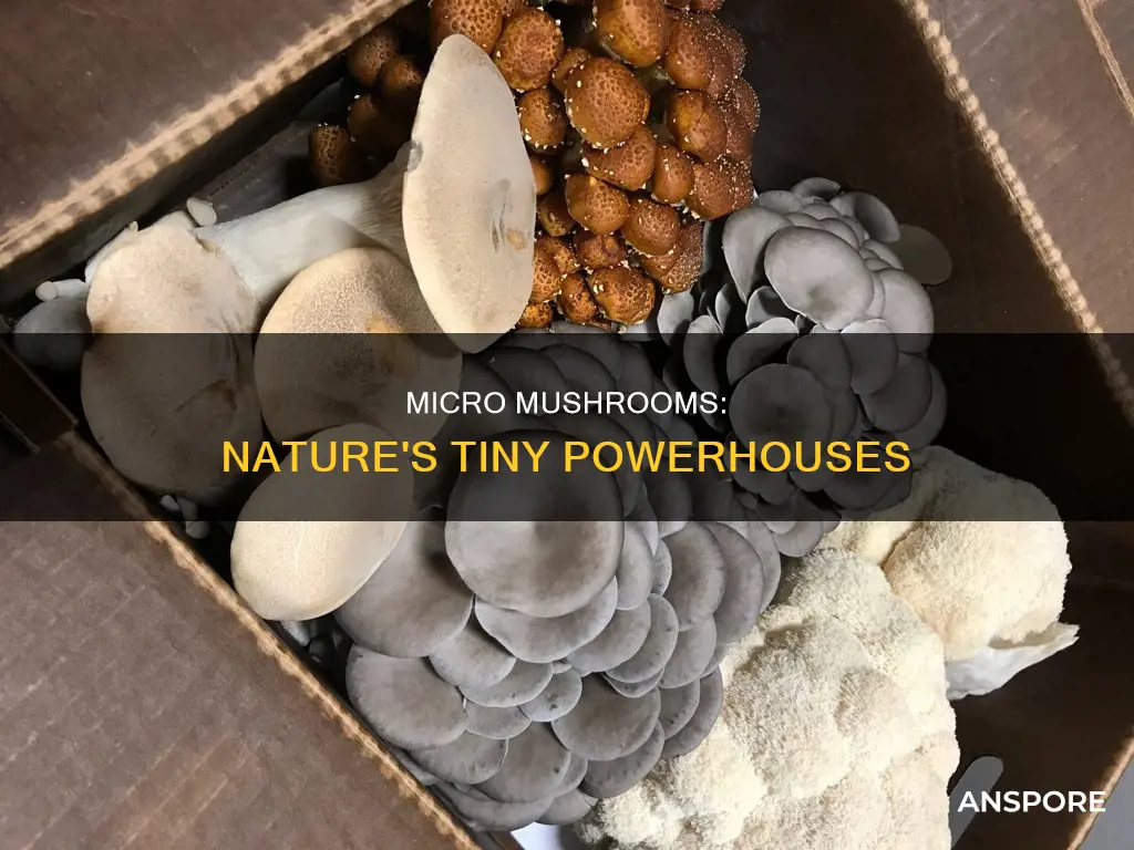what are micro mushrooms
