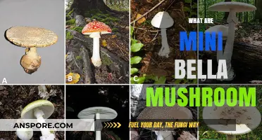 Explore the Mini Bella Mushrooms and Their Uses