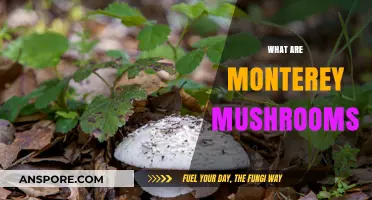 Monterey Mushrooms: A Tasty Treat