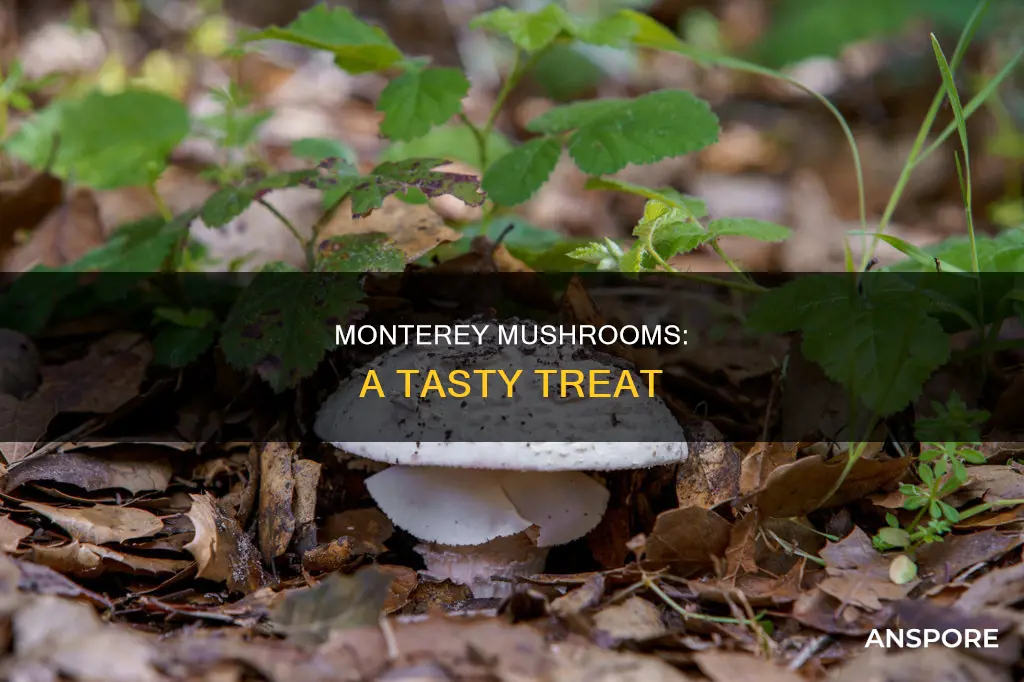 what are monterey mushrooms