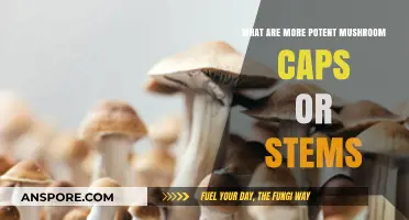 Mushroom Caps vs. Stems: Which Part Packs More Potency?