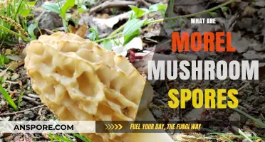 Understanding Morel Mushroom Spores: Nature's Hidden Forest Treasure Unveiled