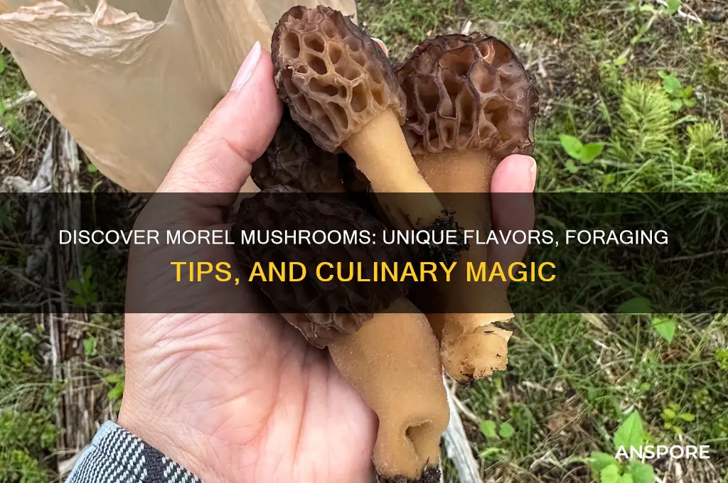 what are morel mushrooms and what is special about them