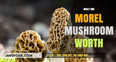Understanding the Value and Worth of Morel Mushrooms in Markets