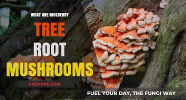 Exploring Mulberry Tree Root Mushrooms: Identification, Benefits, and Cultivation Tips