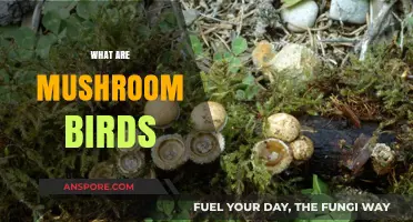 Mushroom Birds: Nature's Odd Couple