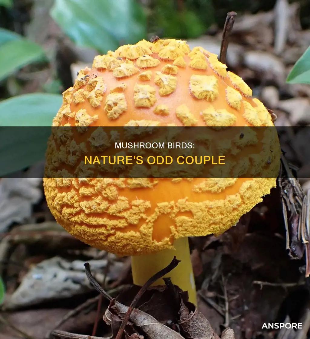 what are mushroom birds