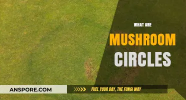 Mushroom Circles: Nature's Intriguing Patterns