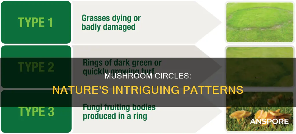 what are mushroom circles