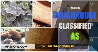 Mushrooms: Are They a Vegetable, Herb, or Something Else?