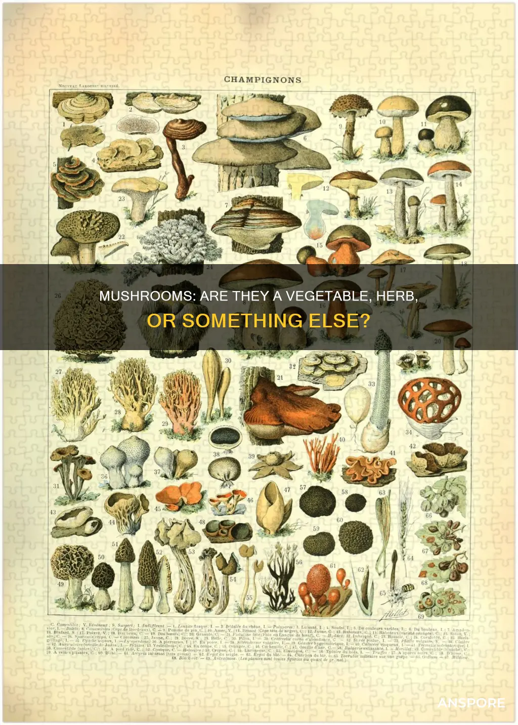 what are mushroom classified as