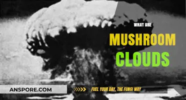 The Science Behind Mushroom Clouds