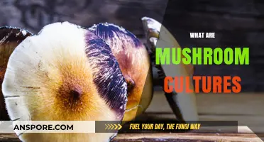 Mushroom Cultures: The Ultimate Guide to Mushroom Cultivation