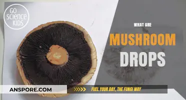 Mushroom Drops: Nature's Superfood for Your Eyes