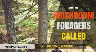 Mushroom Hunters: Foraging for Delicious Fungi