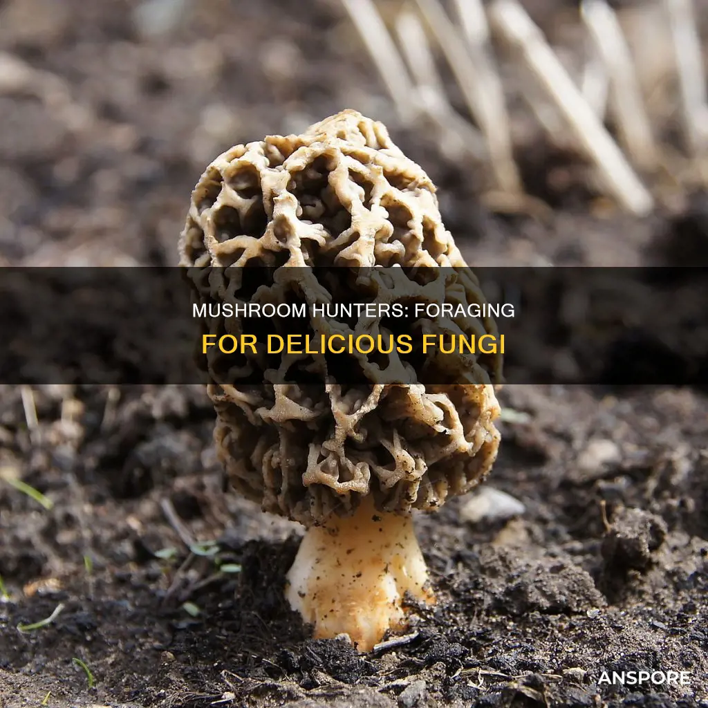 what are mushroom foragers called