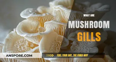Mushroom Gills: What Are They?