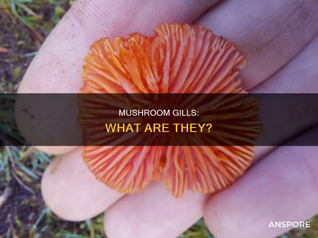 what are mushroom gills