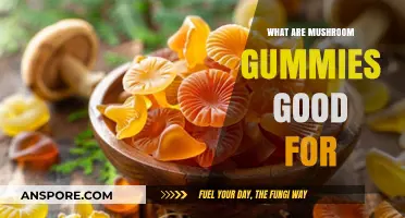 Mushroom Gummies Benefits: Enhancing Health, Focus, and Wellness Naturally