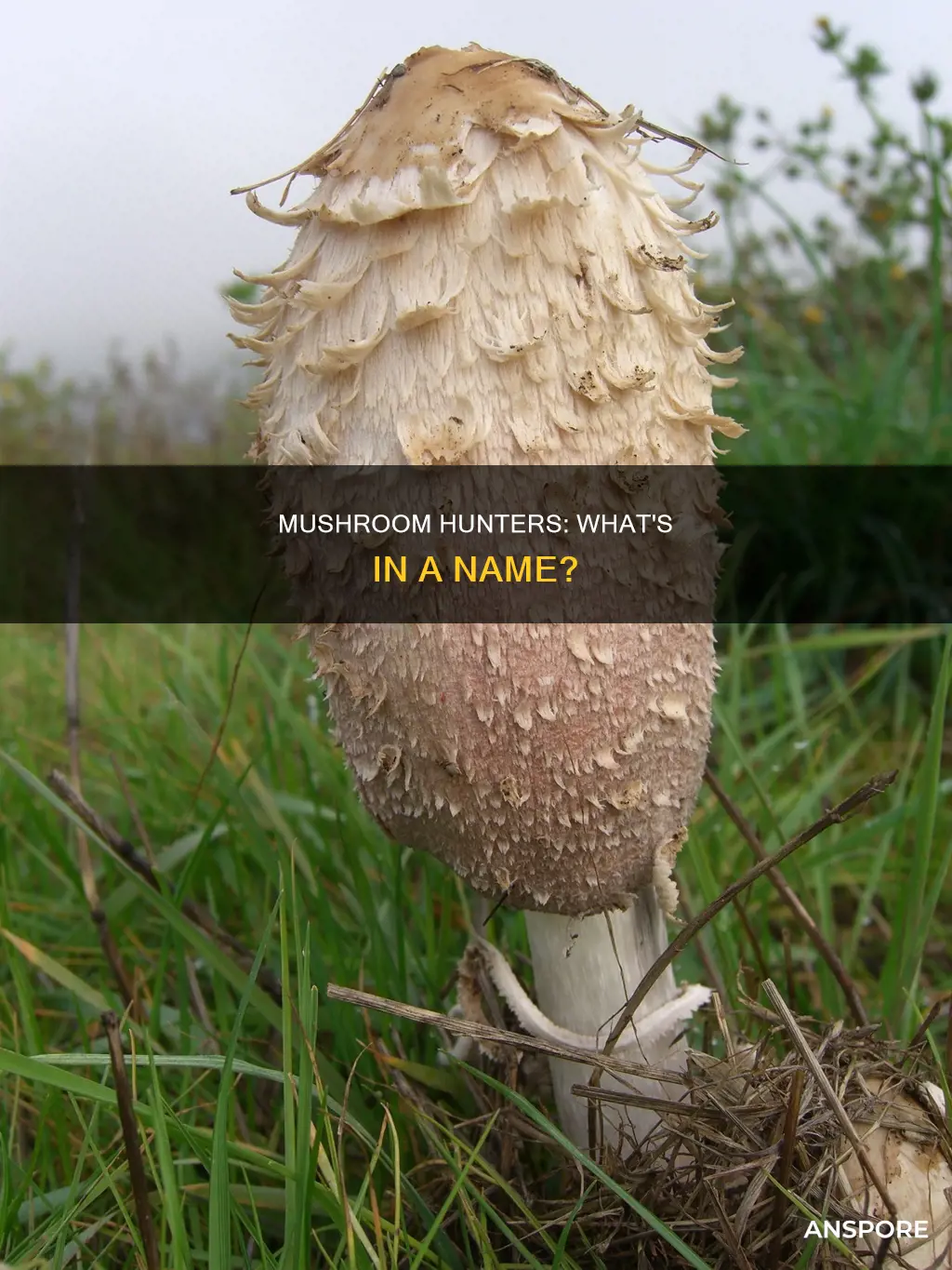 what are mushroom hunters called