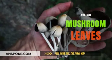 Mushroom Leaves: Nature's Hidden Wonder
