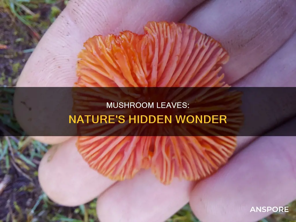 what are mushroom leaves