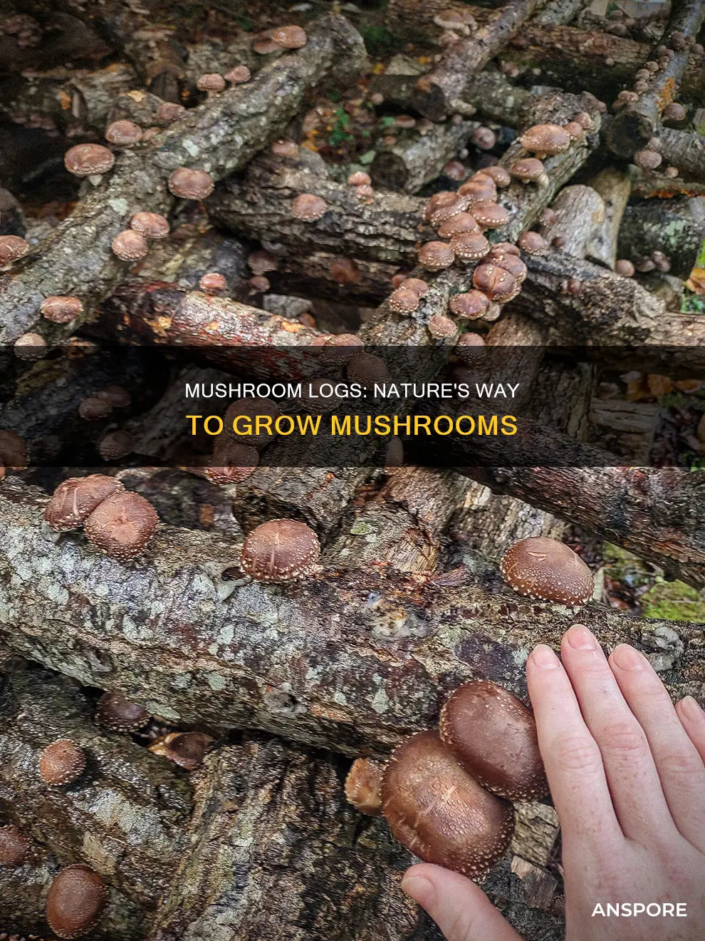 what are mushroom logs