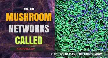 Mushroom Networks: Mycelium Mysteries Unveiled