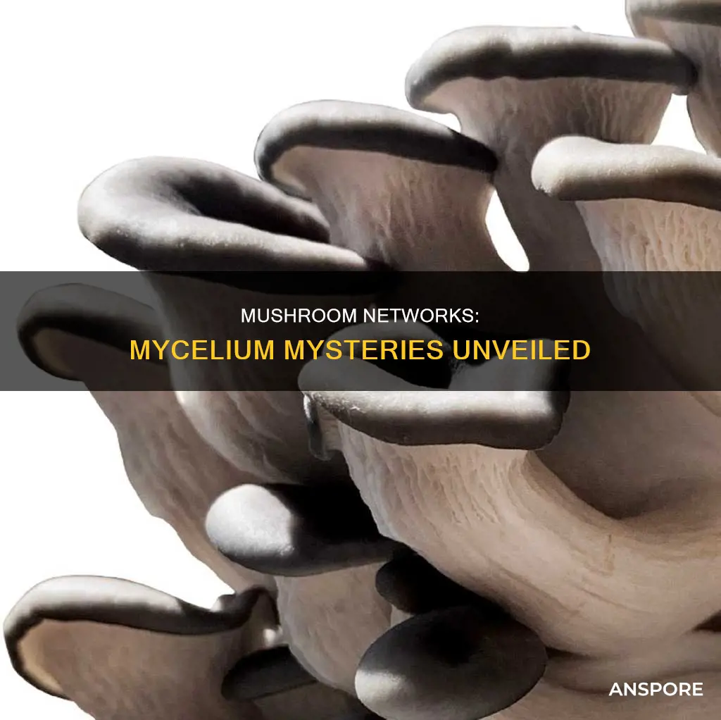 what are mushroom networks called