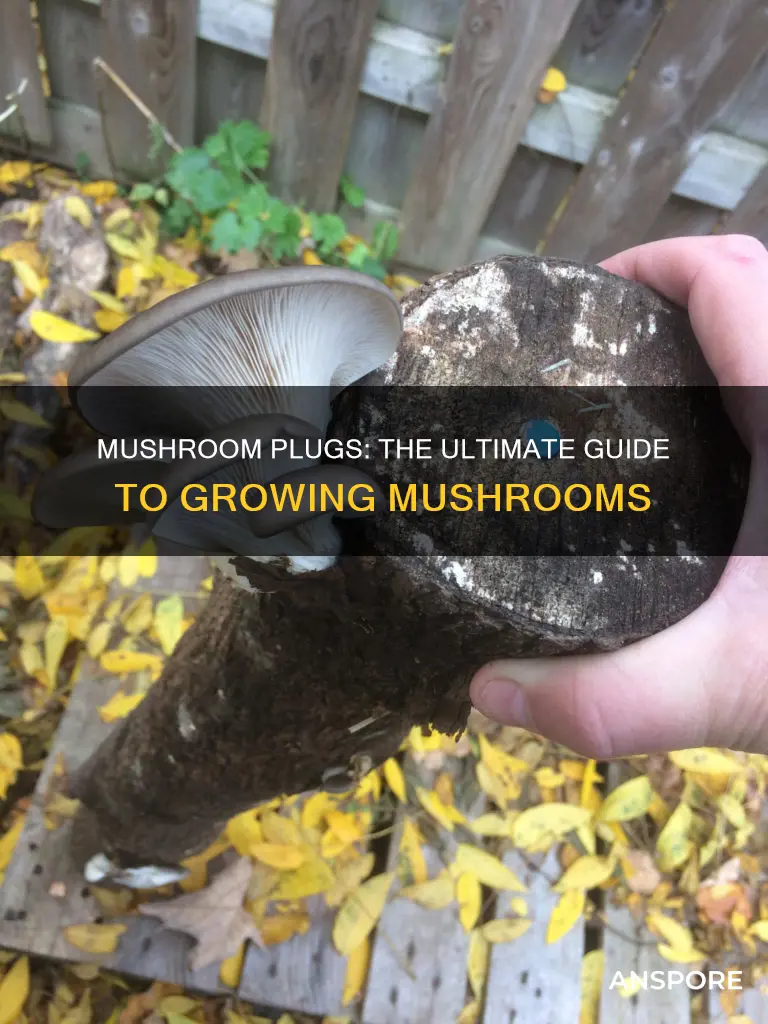 what are mushroom plugs