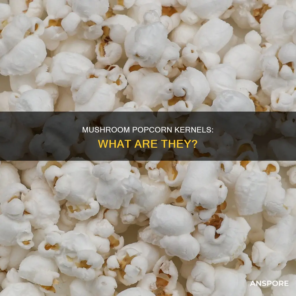 what are mushroom popcorn kernels