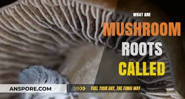 Mushroom Roots: What Are They Called?