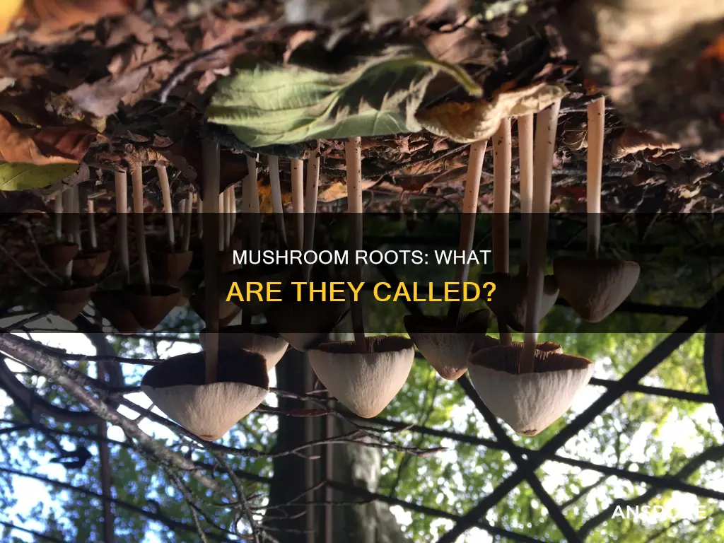what are mushroom roots called