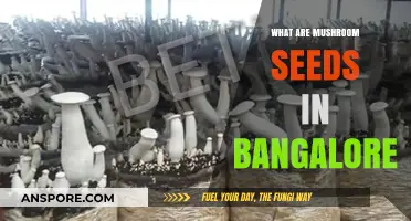 Discovering Mushroom Seeds in Bangalore: A Beginner's Guide