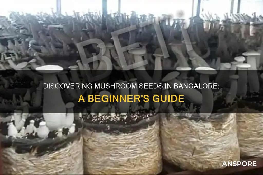 what are mushroom seeds in bangalore