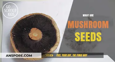 Mushroom Seeds: What Are They?