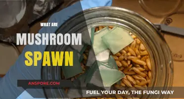 Mushroom Spawn: What Are They?