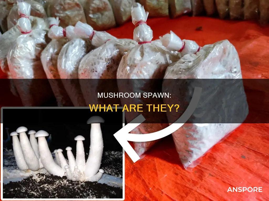what are mushroom spawn