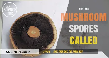 Mushroom Spores: What Are They and Why Are They Important?