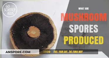 Spores: How Mushrooms Reproduce and Spread