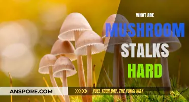 Mushroom Stalks: Why Are They Hard?