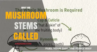Mushroom Anatomy: What Are Stems Officially Called?