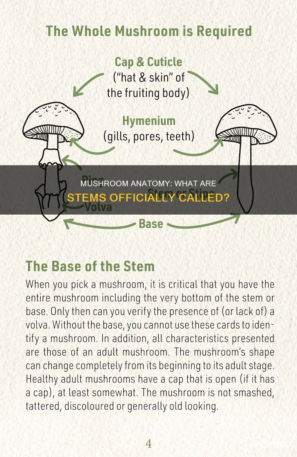 what are mushroom stems called