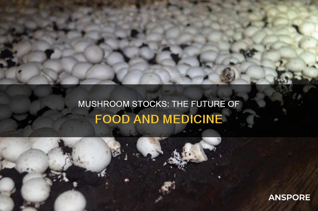 what are mushroom stocks
