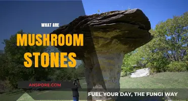 Mushroom Stones: Nature's Ancient Art