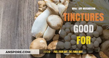 Mushroom Tinctures Benefits: Boosting Health, Immunity, and Wellness Naturally